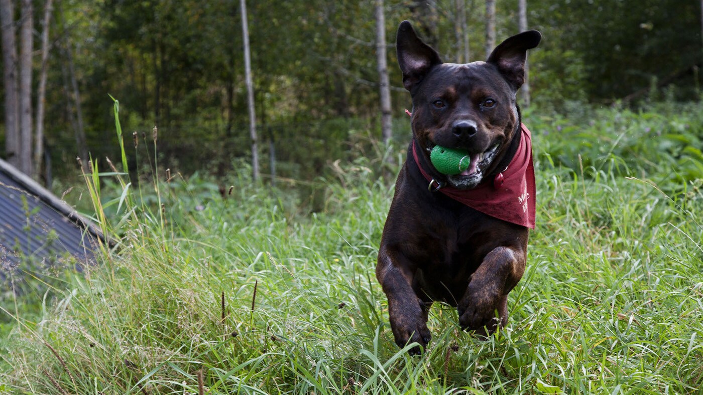Tredje julegave til Foreningen for omplassering av dyr