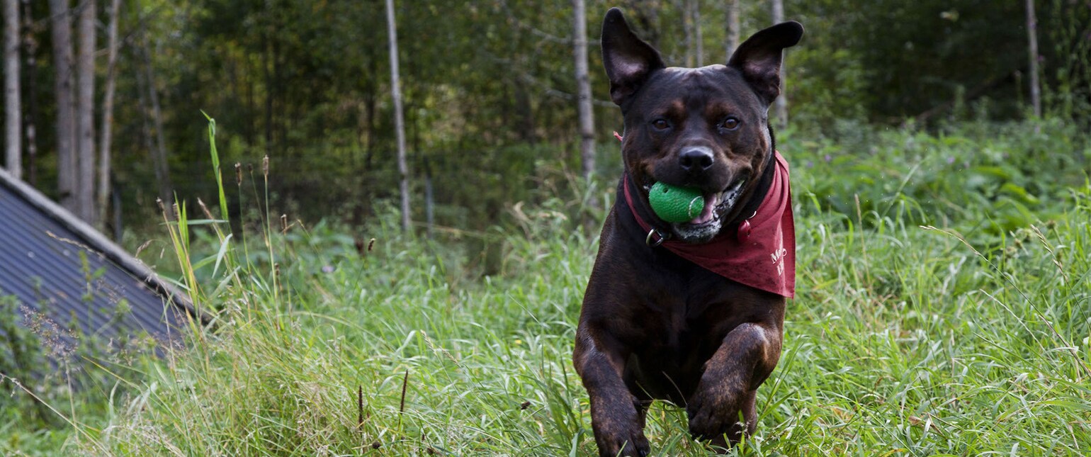 Tredje julegave til Foreningen for omplassering av dyr